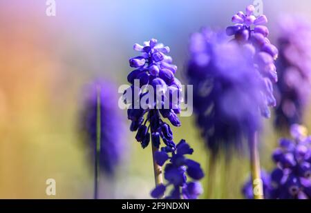 Il giacinto d'uva (Muscari neglectum) è una pianta o fiore bulboso perenne blu. Vista ravvicinata Foto Stock