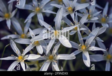 Anemone nemorosa fiori nella foresta in una giornata di sole. White Wood Anemone da vicino. Piccolo thimbleweed. Foto Stock