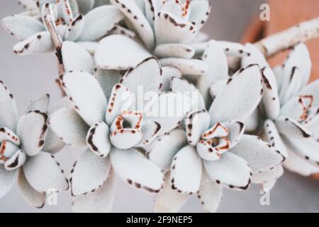 Bella immagine di una pianta succulente Kalanchoe Tomentosa Foto Stock