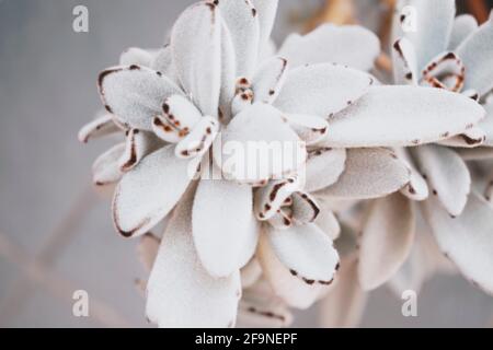 Bella immagine di una pianta succulente Kalanchoe Tomentosa Foto Stock
