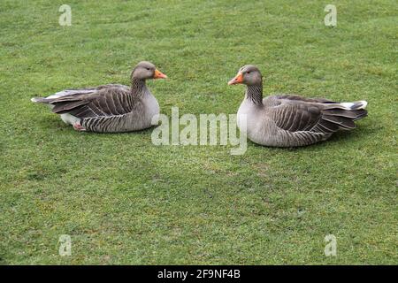 Un paio di oche Greylag seduto sul Grass. Foto Stock