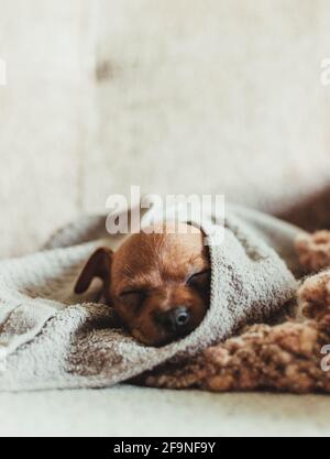 Piccolo cane marrone carino di razza Russkiy Toy avvolto in una coperta e dormire a casa Foto Stock