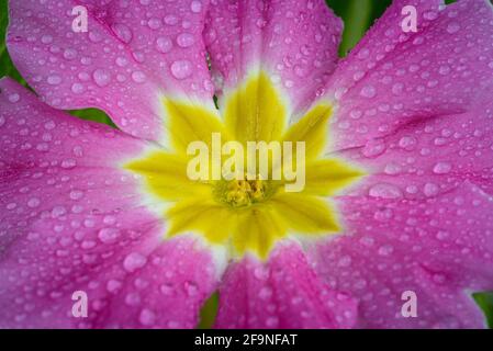 Rosa brillante giallo Primrose Primula vulgaris fiore con gocce d'acqua. Rosa Country Garden Primula Flower. Fiore pieno, primo piano Foto Stock