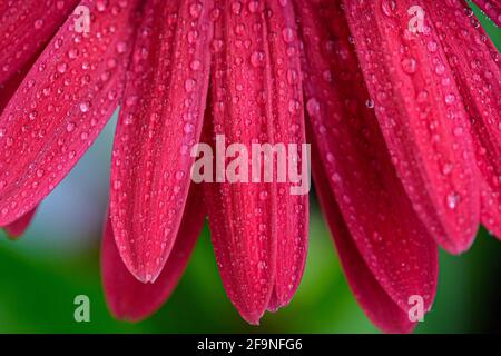 Rosso fiore di Gerbera fiore con gocce d'acqua - close up shot dettagli foto tempo di primavera Foto Stock