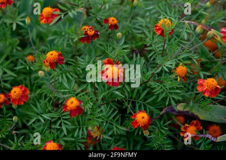 Sfondo di molti cespugli di fiori giallo-arancio marigolds Foto Stock
