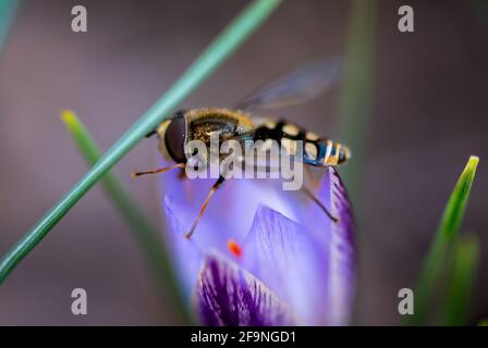 L'ape del miele impollinata fiore bianco rosa del crocus in un giorno di primavera. Raccolta del nettare da un fiore Foto Stock