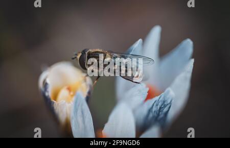 L'ape del miele impollinata fiore bianco rosa del crocus in un giorno di primavera. Raccolta del nettare da un fiore Foto Stock