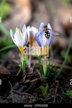 L'ape del miele impollinata fiore bianco rosa del crocus in un giorno di primavera. Raccolta del nettare da un fiore Foto Stock