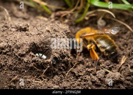 Ashy miniera ape / Andrena cineraria nel suo burrow con Buffish mining Bee / Andrena nigroaenea scavando nelle vicinanze Foto Stock