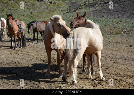 Passeggiate a cavallo nella Yoliin / Yolyn am / Yol Valley ('Vulture Alley'), Gurvan Saikhan National Park, AltaI Mountains, Omnogovi provincia, Mongolia. Foto Stock