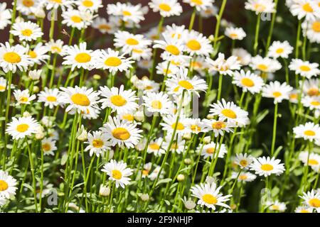 Sfondo estate - prato con camomili. Molti fiori bianchi. Messa a fuoco selettiva. Foto Stock
