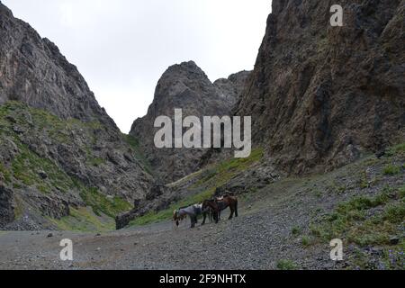 Equitazione a Yoliin / Yolyn am ('Vulture Alley'), Parco Nazionale Gurvan Saikhan, Monti Altai, provincia Omnogovi, Mongolia. Foto Stock