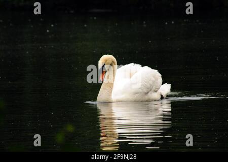 Elegante Swan Cruising su UN lago Foto Stock