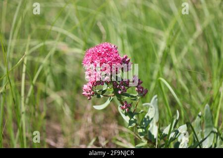 Rosa-borgogna Orpina fiore (Hylotephium telephium o Sedum telephium) in un prato nella foresta. Estate pianta medicinale. Foto Stock