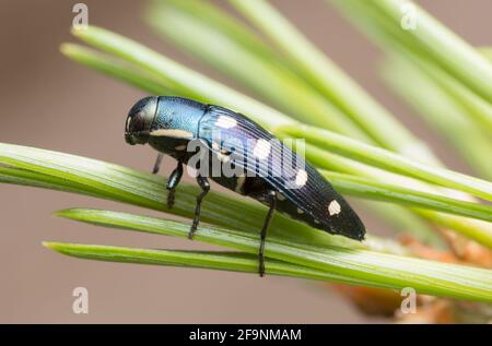 Beetle gioiello, Buprestis octoguttata su ago di pino Foto Stock