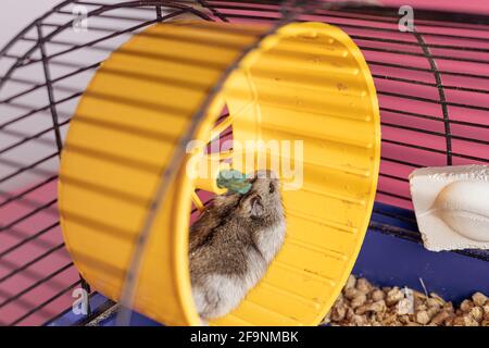 Il criceto di Dzhungarik corre su una ruota su sfondo rosa Foto Stock