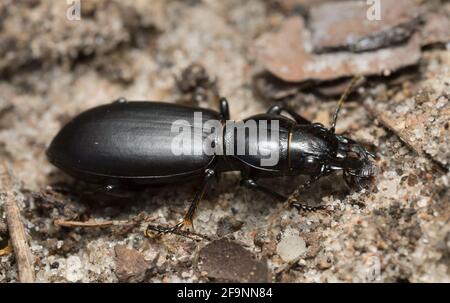 Il coleottero macinato Broscus cephalotes sulla sabbia Foto Stock