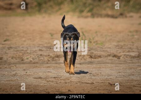Un'ampia foto di un cane nero femmina che cammina attraverso il letto asciutto del fiume in Sud Africa verso la macchina fotografica. Foto Stock