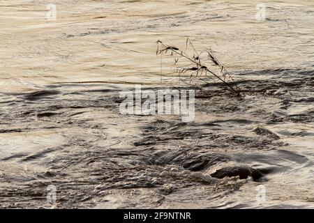 Una solitaria canna di Phragmites si piega nel flusso delle crescenti acque alluvionali del Grande fiume Ruaha durante la stagione delle piogge. Foto Stock