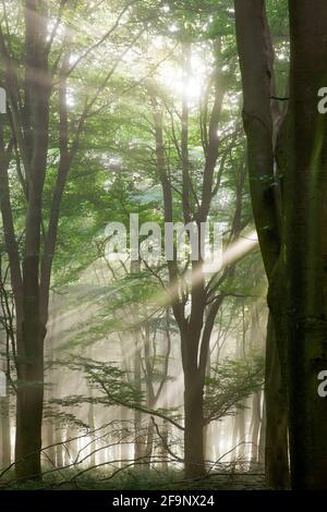 Luce del sole della foresta profonda con raggi di sole che arrivano attraverso la nebbia boschiva. Paesaggio naturale degli alberi nella primavera di Norfolk Inghilterra Foto Stock