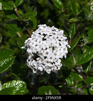 Fiori bianchi di un burnum burkwoodii in primavera. Baden Wuerttemberg, Germania, Europa Foto Stock