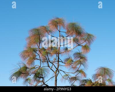 Foglie di pino viste contro un cielo blu in aprile. Foto Stock