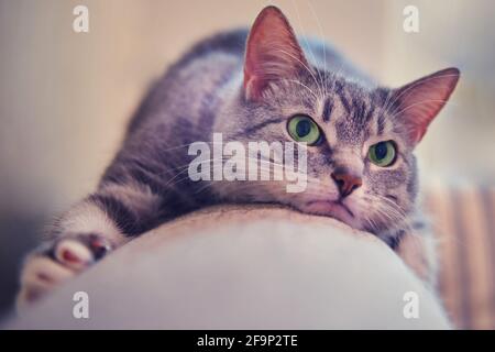 L'animale domestico offeso giace sul divano, la faccia di un gatto grumpy scontento Foto Stock