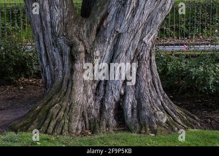 L'enorme tronco di Cupressus macrocarpa Monterey Cypress in Trenance Gardens a Newquay in Cornovaglia. Foto Stock