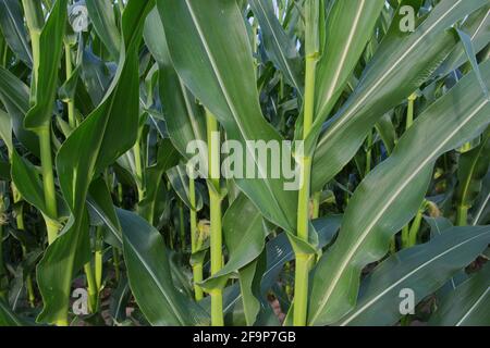 Gambi della pianta di mais, primo piano. Piante agricole in estate. Foto Stock