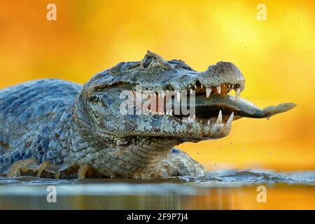 Yacare Caiman, coccodrillo con pesce in muratura aperta con denti grandi, Pantanal, Brasile. Ritratto di dettaglio del rettile di pericolo. Caiman con piranha. Coco Foto Stock