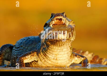 Yacare Caiman, coccodrillo con pesce in muratura aperta con denti grandi, Pantanal, Brasile. Ritratto di dettaglio del rettile di pericolo. Caiman con piranha. Coco Foto Stock