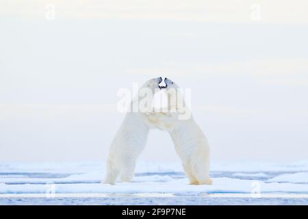 Orso polare che balla sul ghiaccio. Due orsi polari amano il ghiaccio alla deriva con la neve, animali bianchi nell'habitat naturale, Svalbard, Norvegia. Animali che giocano Foto Stock