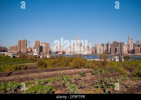 Brooklyn, New York, USA - 21 ottobre 2011: Eagle Street Rooftop Farm con vista sullo skyline di Manhattan Foto Stock