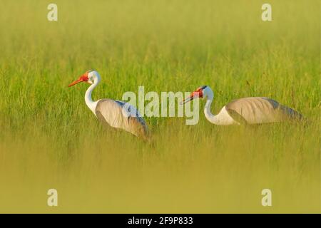 Gru Wattled, Grus carunculata, con testa rossa, fauna selvatica dal delta di Okavango, Moremi, Botswana. Grande uccello nell'habitat naturale, prato verde. Fauna selvatica Foto Stock