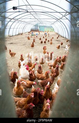 Galline ovaiole in una serra di lamina di una fattoria biologica. Le galline della gamma libera dovevano essere alloggiate in un edificio protetto e isolato a causa del Bird Fl Foto Stock