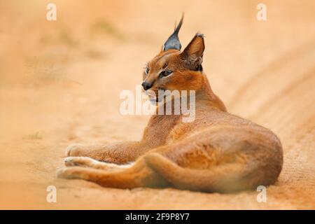 Caracale, lince africana, nel deserto di sabbia arancione, Etosha NP, Namibia. Bel gatto selvatico in habitat naturale, Sudafrica. Animale faccia a faccia seduto su g Foto Stock