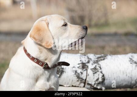 Labrador cucciolo grins e ruggisce all'aperto. Cane protegge il suo territorio Foto Stock