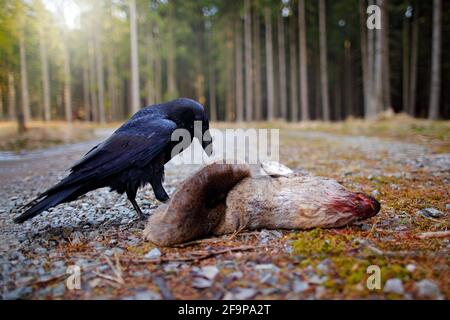 Raven con morto europeo Roe Deer, carcassa nella foresta. Uccello nero con testa sulla strada forestale. Comportamento degli animali, alimentazione in Germania, Europass Foto Stock