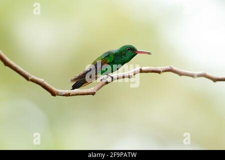 Colibrì di rame, Amazilia tobaci, seduto sul ramo dell'albero con sfondo giallo verde, Trinidad e Tobago. Viaggiare in America. Hummingb Foto Stock