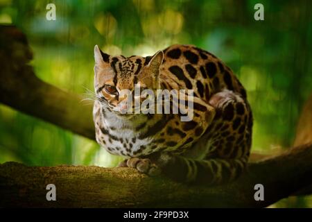 Fauna selvatica in Costa Rica. Bel margay gatto seduto sul ramo nella foresta tropicale costaricana. Dettaglio ritratto di ocelot, bel margine di gatto in tropica Foto Stock