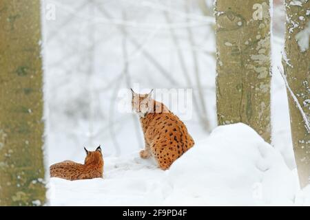 Lynx nella foresta di neve. Eurasian Lynx in inverno. Scena faunistica dalla natura ceca. Gatto innevato in habitat naturale. Madre con giovane famiglia di gatti selvatici. Lynx Foto Stock