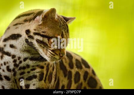 Fauna selvatica in Costa Rica. Bel margay gatto seduto sul ramo nella foresta tropicale costaricana. Dettaglio ritratto di ocelot, bel margine di gatto in tropica Foto Stock