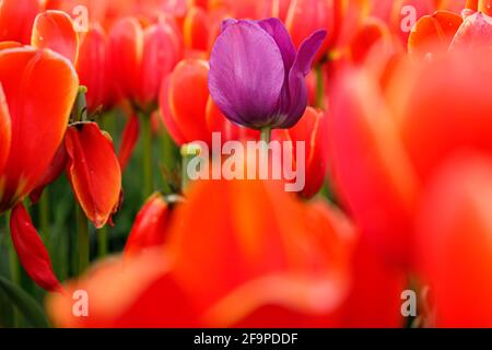 Tulipano viola in un campo circondato da tulipani rossi Foto Stock
