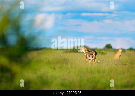 Ghepardo famiglia in erba, cielo blu con nuvole. Avvistato gatto selvatico in habitat naturale. Ghepardo, gatto selvatico a piedi. Bel gatto nel delta di Okavango, Moremi, Foto Stock