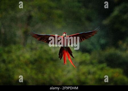 Pappagallo di Macaw che vola in una vegetazione verde scuro con bella luce posteriore e pioggia. Scarlatto Macaw, Ara macao, nella foresta tropicale, Costa Rica. Flora e fauna selvatiche Foto Stock