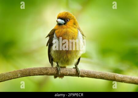 barbet, Semnornis frantzii, vera Blanca, Costa Rica, esotico uccello di montagna grigio e rosso. Scena della fauna selvatica dalla natura. Birdwatching nel sud Foto Stock