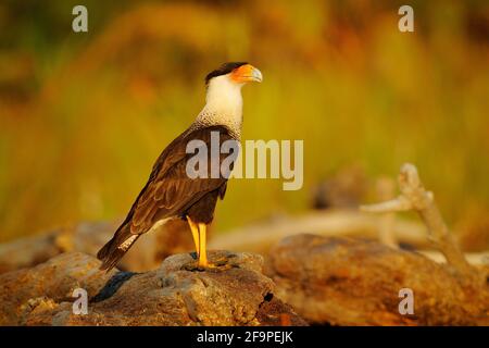 Caracara meridionale, seduta sul tronco dell'albero, Corcovado NP, Costa Rica. Caracara plancus, in verde erba vegetazione. Uccello di preda dal Brasile. Widllif Foto Stock