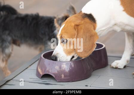 Beagle cane bere acqua per raffreddare in ombra su erba nascosto dal sole estivo . Sfondo estivo. Foto Stock