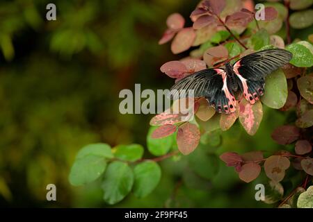Papilio rumanzovia, bella farfalla rosa nera, Mormon scarlatto, insetto grande e colorato sul ramo verde. Farfalla in habitat naturale forestale, Foto Stock