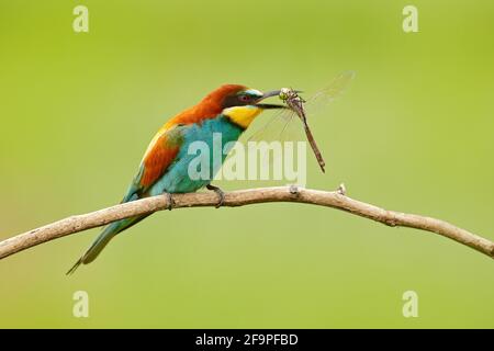 European Bee-Eater, Merops apiaster, bellissimo uccello seduto sul ramo con la libellula nel disegno di legge, scena d'azione nell'habitat naturale, Bulgaria. An Foto Stock
